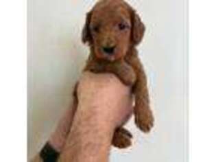 Goldendoodle Puppy for sale in Warrenville, SC, USA