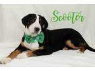 Greater Swiss Mountain Dog Puppy for sale in Riverside, IA, USA