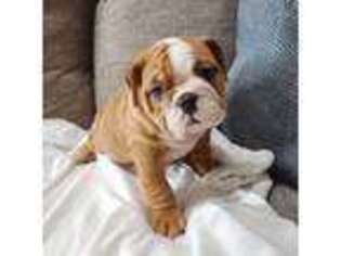 Bulldog Puppy for sale in Canton, OH, USA