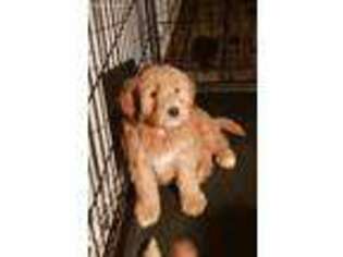 Goldendoodle Puppy for sale in Clifton, TN, USA
