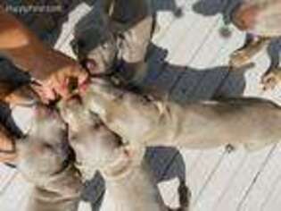 Weimaraner Puppy for sale in North East, PA, USA