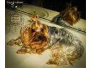 Yorkshire Terrier Puppy for sale in Oakdale, CA, USA