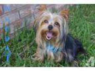 Yorkshire Terrier Puppy for sale in MOUNT OLIVE, MS, USA
