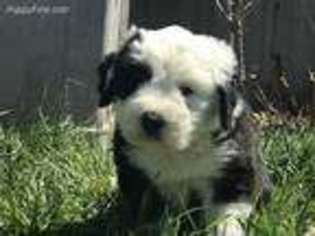 Old English Sheepdog Puppy for sale in Saint George, KS, USA
