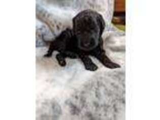 Labradoodle Puppy for sale in Kent, OH, USA