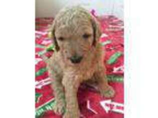 Goldendoodle Puppy for sale in Sugar Land, TX, USA