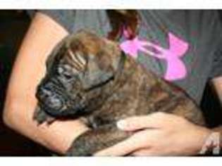 Bullmastiff Puppy for sale in GRAVEL SWITCH, KY, USA