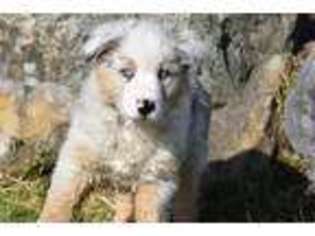 Australian Shepherd Puppy for sale in Kalispell, MT, USA