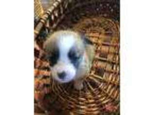 Pembroke Welsh Corgi Puppy for sale in Selah, WA, USA