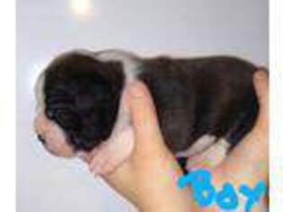 Olde English Bulldogge Puppy for sale in Confluence, PA, USA