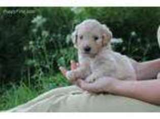 Goldendoodle Puppy for sale in Mifflinburg, PA, USA