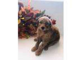 Goldendoodle Puppy for sale in Savannah, TN, USA