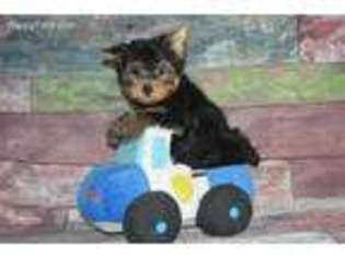 Yorkshire Terrier Puppy for sale in Sulphur Springs, TX, USA