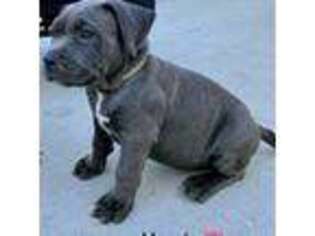 Mutt Puppy for sale in Waynesfield, OH, USA