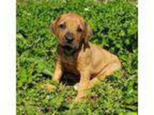 Rhodesian Ridgeback Puppy for sale in Poteau, OK, USA