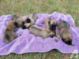 Mastiff Puppy for sale in NEW ULM, TX, USA