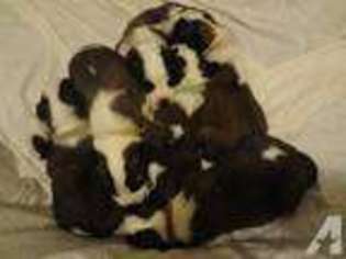 Saint Bernard Puppy for sale in MOUNTLAKE TERRACE, WA, USA