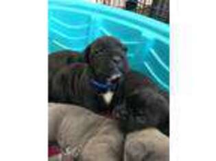 Cane Corso Puppy for sale in El Paso, TX, USA