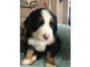 Bernese Mountain Dog Puppy for sale in Elkhart, IN, USA