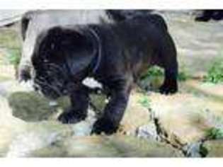 Neapolitan Mastiff Puppy for sale in Tupelo, MS, USA