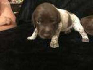 German Shorthaired Pointer Puppy for sale in Council Bluffs, IA, USA