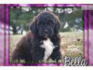 Saint Berdoodle Puppy for sale in Canton, OH, USA