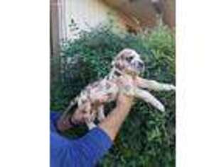 Great Dane Puppy for sale in Odessa, TX, USA