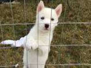 Siberian Husky Puppy for sale in Topsham, VT, USA