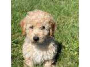 Goldendoodle Puppy for sale in Fairplay, CO, USA