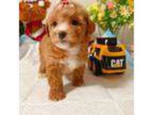 Mutt Puppy for sale in Berkeley, CA, USA