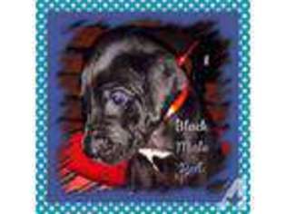 Great Dane Puppy for sale in MANNSVILLE, NY, USA