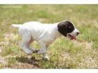German Shorthaired Pointer Puppy for sale in Spring Hope, NC, USA