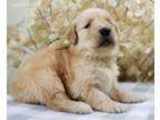 Golden Retriever Puppy for sale in Caseville, MI, USA