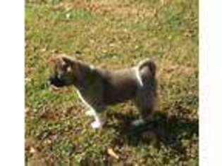 Akita Puppy for sale in Coshocton, OH, USA