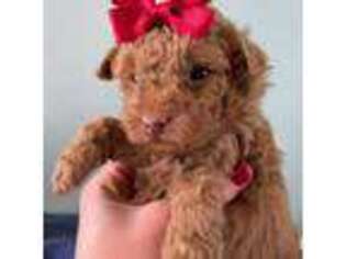 Mutt Puppy for sale in Kalamazoo, MI, USA