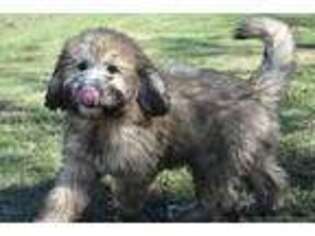 Saint Berdoodle Puppy for sale in Pawnee, OK, USA