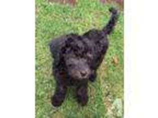 Labradoodle Puppy for sale in SAN FRANCISCO, CA, USA