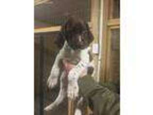 German Shorthaired Pointer Puppy for sale in Woodland, AL, USA