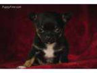 Chihuahua Puppy for sale in Van Alstyne, TX, USA