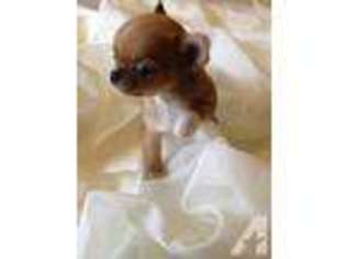 Chihuahua Puppy for sale in WILMINGTON, OH, USA