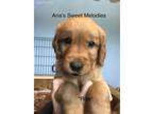 Golden Retriever Puppy for sale in Ely, MN, USA