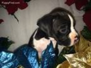 Boxer Puppy for sale in Denham Springs, LA, USA