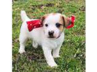 Jack Russell Terrier Puppy for sale in Tulsa, OK, USA