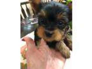 Yorkshire Terrier Puppy for sale in Escalon, CA, USA