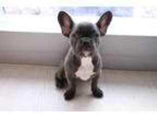 French Bulldog Puppy for sale in Fort Lee, NJ, USA