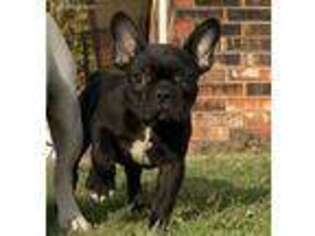 French Bulldog Puppy for sale in Comanche, OK, USA