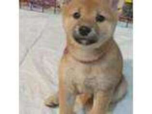 Shiba Inu Puppy for sale in Lancaster, CA, USA