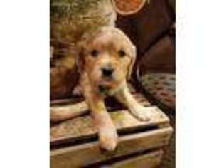 Mutt Puppy for sale in Ligonier, IN, USA