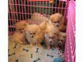 Pomeranian Puppy for sale in Gouverneur, NY, USA