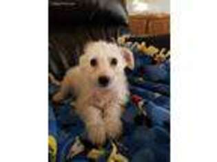 Chinese Crested Puppy for sale in Las Vegas, NV, USA